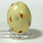 ホイップアーウィルヨタカのたまごレプリカ。鳥の卵模型36個セットBCKO400-34