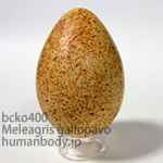 シチメンチョウのたまごレプリカ。鳥の卵模型36個セットBCKO400-35