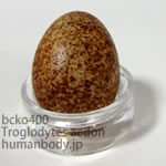 イエミソサザイのたまごレプリカ。鳥の卵模型36個セットBCKO400-36