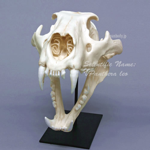 （BCSBC054）ライオン頭蓋骨標本レプリカ