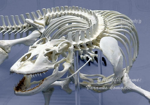 BCSC027A コモドオオトカゲの全身骨格模型