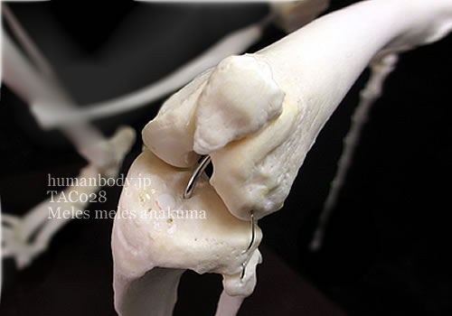 ニホンアナグマの全身骨格標本 TAC028｜動物骨格標本