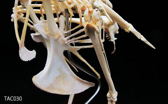 キジの全身骨格標本 TAC030｜動物骨格標本