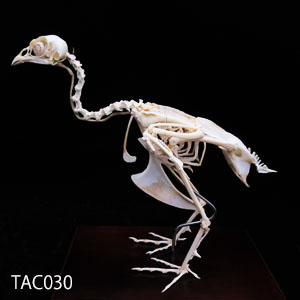 キジの全身骨格標本 TAC030｜動物骨格標本